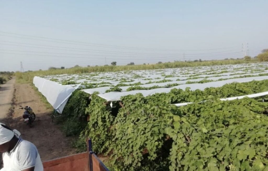 Grape Crop Cover