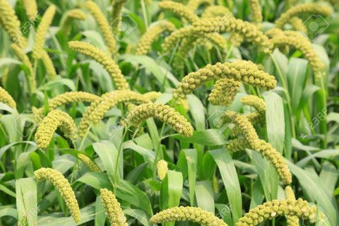 Adivasi Farmer Scheme